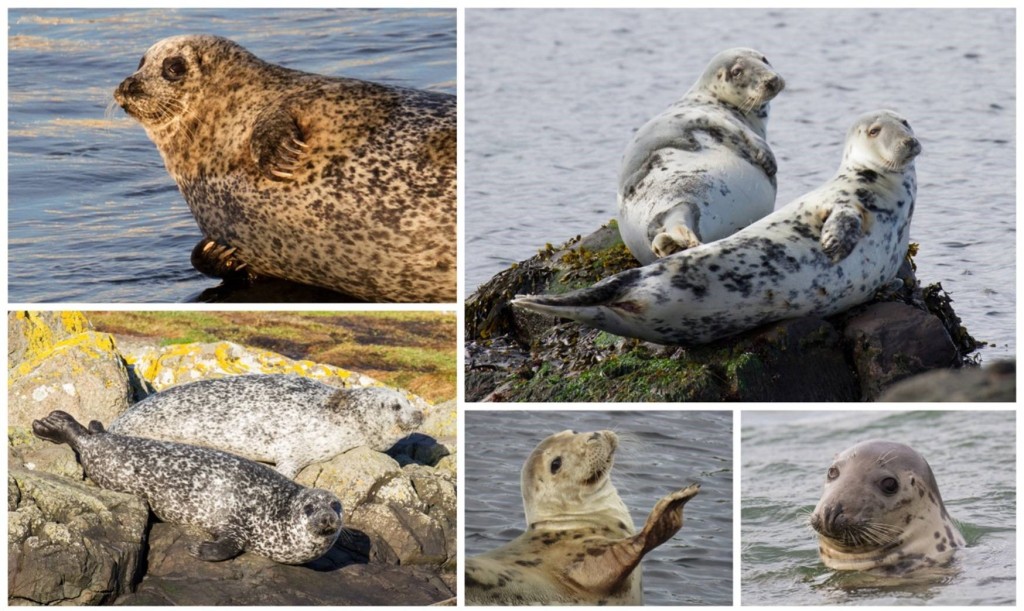 A collage of seal images from Rathlin to show the differences between the two species: Common Seals / Harbour Seals are shown on the left, Grey Seals on the right