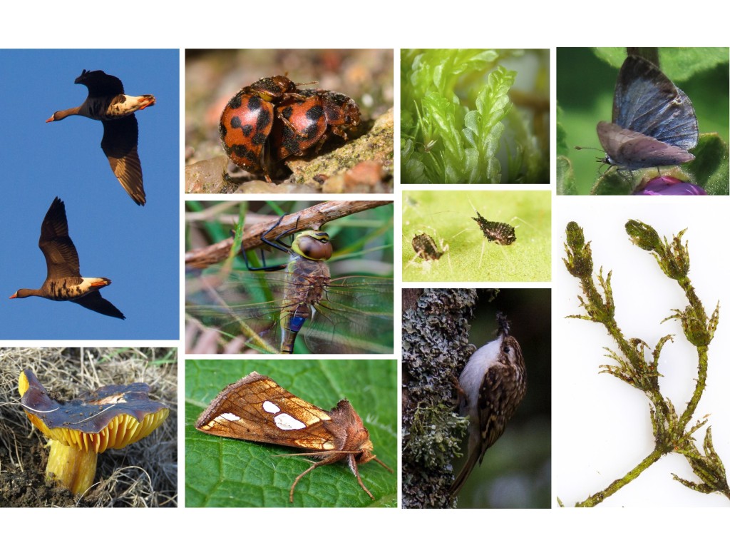 A selection of species photos representing recent wildlife discoveries on Rathlin: White-fronted Geese, 24-spot Ladybird, a liverwort Lophocolea semiteres, Holly Blue butterfly, Vagrant Emperor dragonfly, Black Fern Aphids, a yet to be identified charophyte, Date Waxcap Hygrocybe spadicea, Lempke's Gold Spot moth, and Treecreeper.